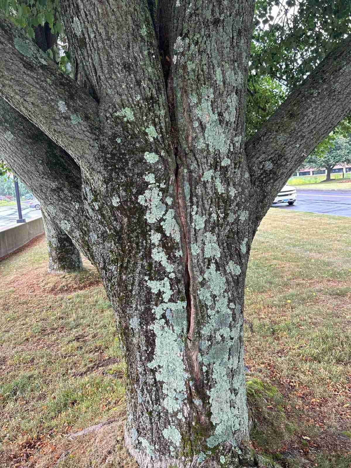 Commercial Property Tree Removal for Trumbull Business Owner: Arbor Green Tree Service’s Professional Navigation 1 Tree removal in Trumbull, CT